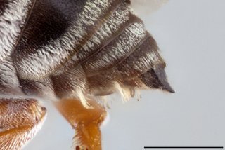 Epeolus ilicis, Metasomal sterna lateral view male