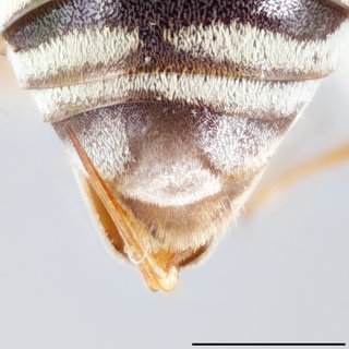 Epeolus ilicis, Pseudopygidial area female