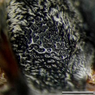 Epeolus ilicis, female mesopleuron