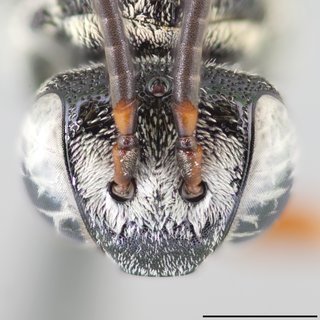 Epeolus lectus, Head frontal view female