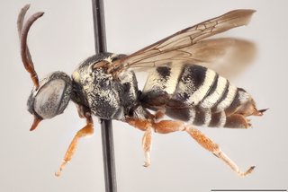 Epeolus lectus, Lateral view female