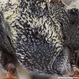 Epeolus lectus, female mesopleuron