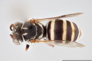 Epeolus mesillae, Dorsal view female