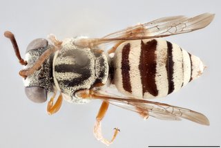 Epeolus novomexicanus, Dorsal view female