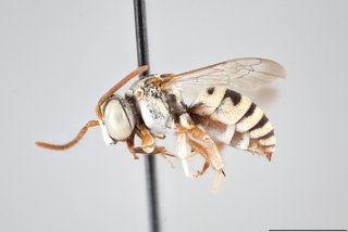 Epeolus novomexicanus, Lateral view male