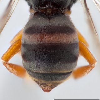 Epeolus novomexicanus, Metasomal terga dorsal view male
