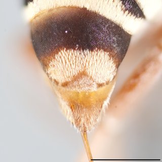 Epeolus novomexicanus, Pseudopygidial area female