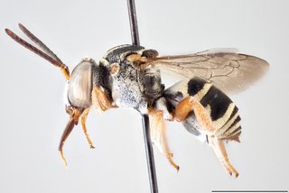Epeolus pusillus, Lateral view male