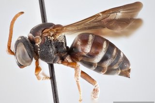 Epeolus zonatus, Lateral view female