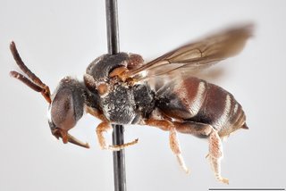 Epeolus zonatus, Lateral view male