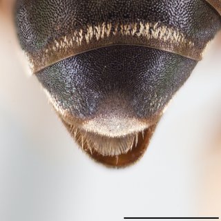 Epeolus zonatus, Pseudopygidial area female