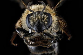 Andrena barbilabris, F, face, CT, New Haven County
