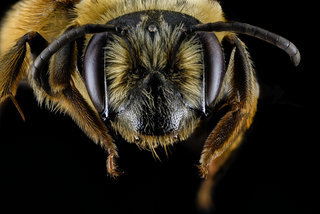 Andrena illini, F, face, Maryland, Somerset County