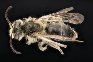 Andrena nasonii, m, back, Pr. Georges, MD