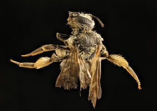 Andrena w-scripta, f, back, Washington Co., Maine