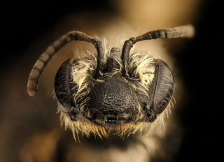 Andrena w-scripta, f, face, Washington Co., Maine
