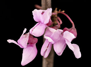 Cercis canadensis, Redbud, Howard County, Md