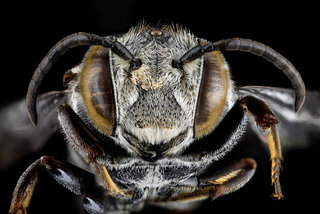 Coelioxys sayi, F, face, Tennessee, Haywood County
