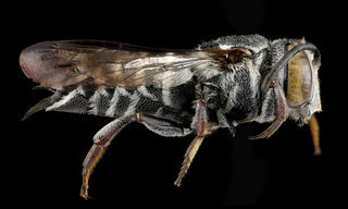 Coelioxys sayi, F, side, Tennessee, Haywood County