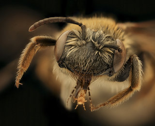 Andrena macra, f, face, Kent County MD