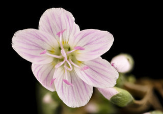 Claytonia virginica, , Spring Beauty, Howard County, Md