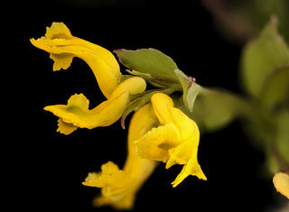 Corydalis flavula, Yellow Corydalis, Howard County, Md