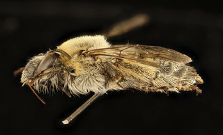 Anthophora occidentalis, f, left, Pennington Co., SD