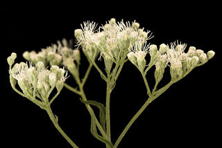 Ageratina altissima, White Snakeroot, Howard County, Md, Helen Lowe Metzman