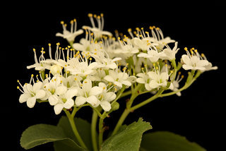 Viburnum prunifolium, Black Haw flower inflorescence, Howard County, Md