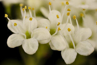 Viburnum prunifolium, flr. close-up, Black Haw, Howard County, Md