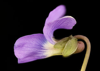 Viola sororia, Common Blue Violet, , Howard County, Md