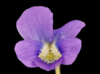 Viola sororia, Common Blue Violet, Howard County, Md