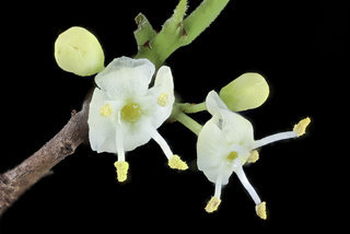 Ilex opaca, , American Holly, staminate flowers, Howard County, Md, Helen Lowe Metzman
