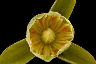 Liriodendron tulipifera, Tulip Poplar, Howard Co, Md, H Metzman