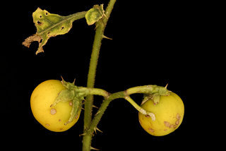 Solanum carolinense, , Horse-nettle fruit, Howard County, Md, Helen Lowe Metzman
