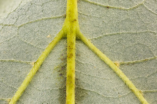 Tilia americana, , American Basswood underside leaf, GFG, Howard County, Md, Helen Lowe Metzman