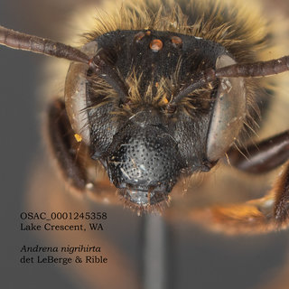 Andrena nigrihirta, female, head, OSAC