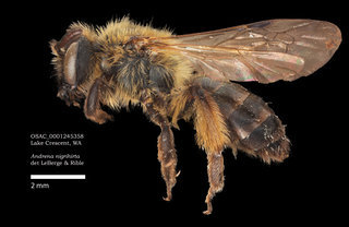 Andrena nigrihirta, female, lateral, OSAC