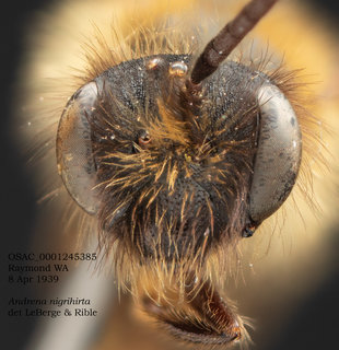 Andrena nigrihirta, male, head, OSAC