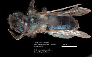 Andrena nigrocaerulea, female, dorsal, OSAC