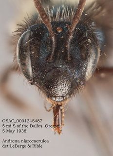 Andrena nigrocaerulea, female, head, OSAC