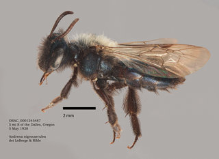 Andrena nigrocaerulea, female, lateral, .OSAC