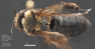 Andrena nivalis, female, dorsal, May