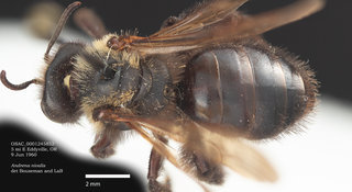Andrena nivalis, female, dorsal, OSAC