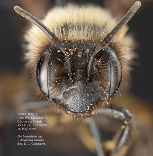 Andrena nivalis, female, head, May