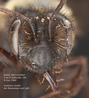 Andrena nivalis, female, head, OSAC