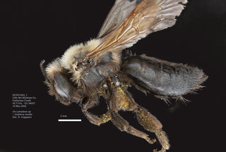 Andrena nivalis, female, lateral, May