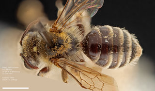 Andrena ofella, female, dorsal, OSAC