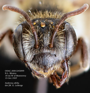 Andrena ofella, female, head, OSAC