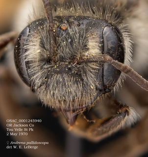 Andrena pallidiscopa, female, dorsal, OSAC 0001245940